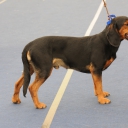 Austrian Black and Tan Hound